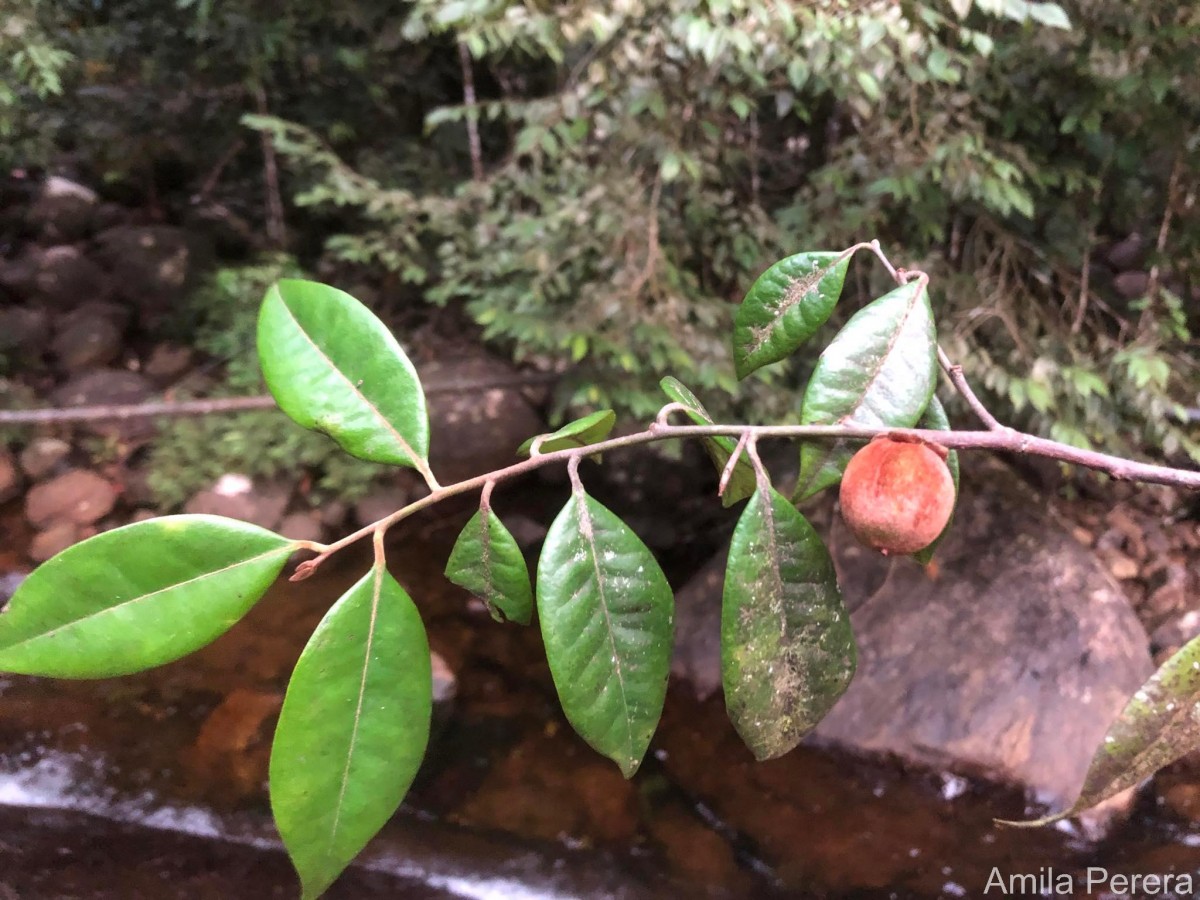 Diospyros hirsuta L.f.